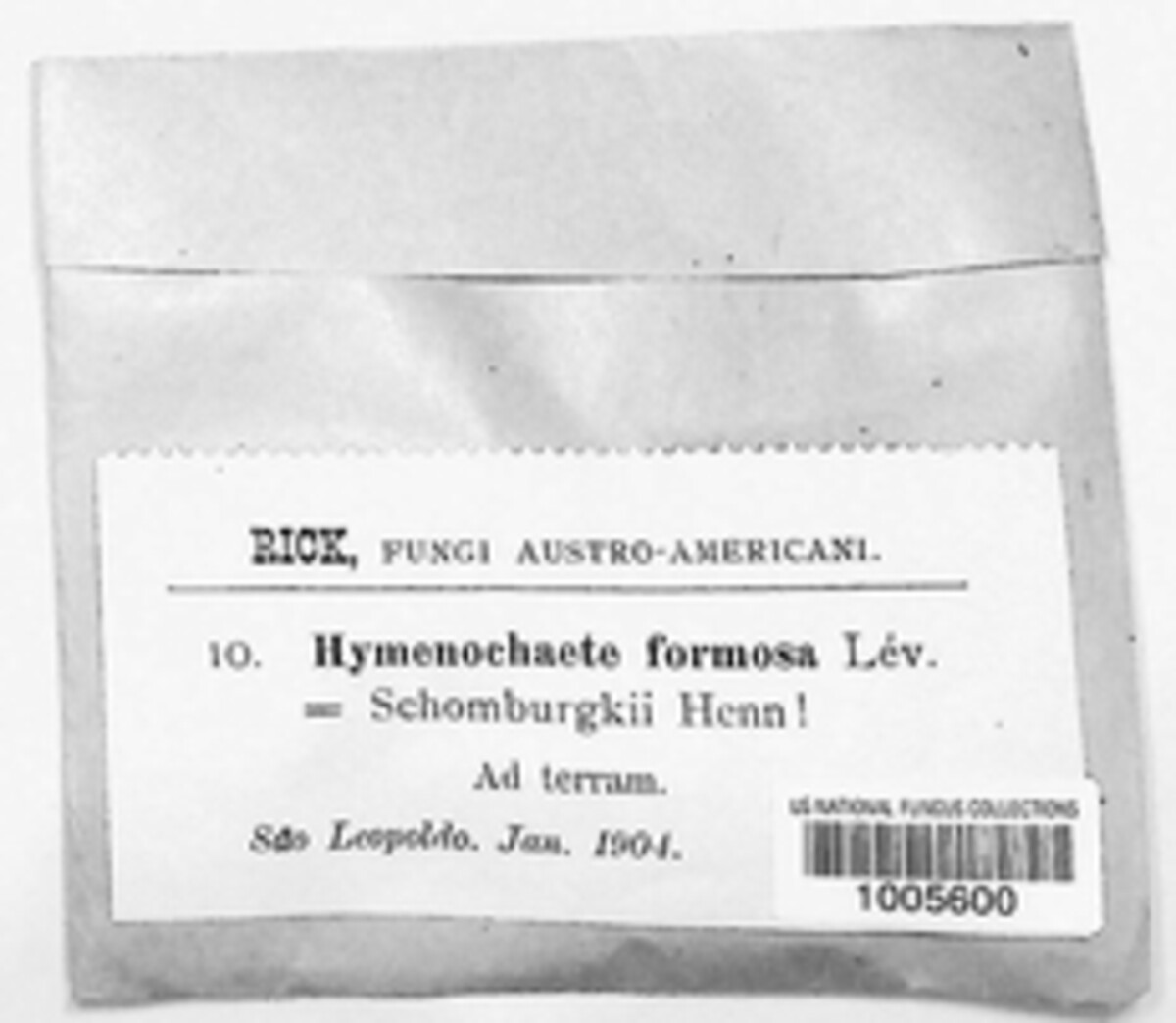 Hymenochaete damicornis image